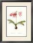 Amaryllis Reticulata by Georg Dionysius Ehret Limited Edition Pricing Art Print