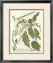 Weinmann Greenery Ii by Johann Wilhelm Weinmann Limited Edition Print