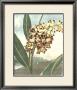 Thorton's Botanical Ii by Charles Francois Sellier Limited Edition Pricing Art Print