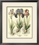 Bulb Garden I by Basilius Besler Limited Edition Pricing Art Print