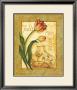 Lily-Flowered Tulip by Pat Cockerell Limited Edition Print