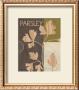 Organic Parsley by Marco Fabiano Limited Edition Print