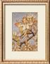 The Pear Blossom Fairy by Cicely Mary Barker Limited Edition Pricing Art Print