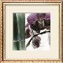 Bamboo I by Jennifer Broussard Limited Edition Pricing Art Print