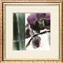 Bamboo I by Jennifer Broussard Limited Edition Print