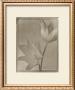 Solarized Tulips by Tom Baril Limited Edition Print