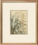 Agave by Vincent Perriol Limited Edition Print