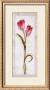Double Red And White Tulip by Jennifer Hammond Limited Edition Pricing Art Print