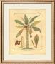 Banana Tree by Rebecca Limited Edition Print