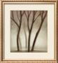 Forest Ii by Hess Limited Edition Print