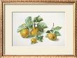 Quinces by Carlos Von Riefel Limited Edition Pricing Art Print