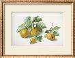 Quinces by Carlos Von Riefel Limited Edition Print