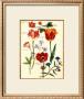 Tulips I by Nicolas Robert Limited Edition Print