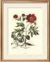 Besler Peonie Iii by Basilius Besler Limited Edition Pricing Art Print