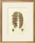 Crackled Woodland Pinecones Iii by Silva Limited Edition Print