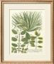 Weinmann Greenery Iv by Johann Wilhelm Weinmann Limited Edition Print