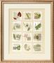 Surrey Garden Fragments by Hewitt Limited Edition Print