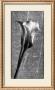 Calla Lily Sonnet Iii by Adrian Jendrasik Limited Edition Pricing Art Print
