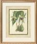 Fitch Orchid Vi by J. Nugent Fitch Limited Edition Pricing Art Print