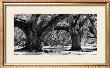 Majestic Oaks Ii by Jeff Maihara Limited Edition Print