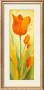 Tulipano Arancione by Annabella Baretti Limited Edition Print