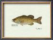 Smallmouth Bass Fish by Ron Pittard Limited Edition Pricing Art Print