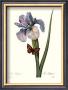 Iris by Pierre-Joseph Redoute Limited Edition Print