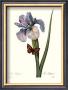 Iris by Pierre-Joseph Redoute Limited Edition Pricing Art Print
