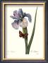 Iris by Pierre-Joseph Redoutã© Limited Edition Print