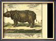 Elephant And Rhino by Denis Diderot Limited Edition Pricing Art Print