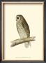 Short Eared Owl by Reverend Francis O. Morris Limited Edition Pricing Art Print