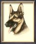 German Shepard by Danchin Limited Edition Pricing Art Print