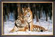 Tigres by Gilles Santantonio Limited Edition Pricing Art Print