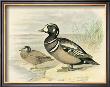 Harlequin Duck by F.W. Frohawk Limited Edition Print