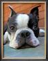 Moxley Boston Terrier by Robert Mcclintock Limited Edition Pricing Art Print