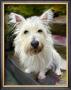 Little Westie by Robert Mcclintock Limited Edition Pricing Art Print