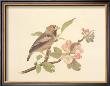 Hawfinch by Frances Le Marchant Limited Edition Print