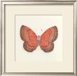 Butterfly I by Sophie Golaz Limited Edition Pricing Art Print