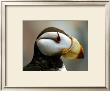 Puffin Profile by Charles Glover Limited Edition Pricing Art Print