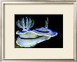 Blue Nudibranch, Glorious Sulawesi by Charles Glover Limited Edition Pricing Art Print