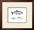 Chinook Salmon by Geof Markovich Limited Edition Print