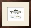 Chinook Salmon by Geof Markovich Limited Edition Pricing Art Print