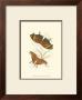 Butterflies V by Sir William Jardine Limited Edition Print