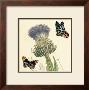 Field Thistle by Louis Van Houtte Limited Edition Print