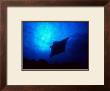 Sea Manta Burst by Charles Glover Limited Edition Pricing Art Print