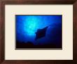 Sea Manta Burst by Charles Glover Limited Edition Print