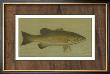 Small-Mouthed Black Bass by Harris Limited Edition Print
