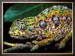 Chameleon, Madagascar by Charles Glover Limited Edition Print