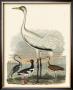 Heron Family Iii by A. Wilson Limited Edition Pricing Art Print