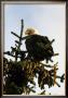 Bald Eagle In Pine by Charles Glover Limited Edition Pricing Art Print